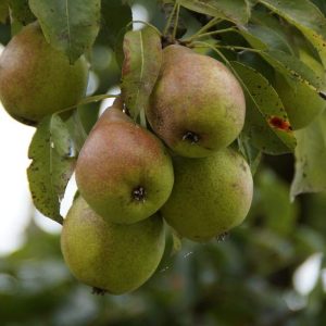 Kieffer Pear