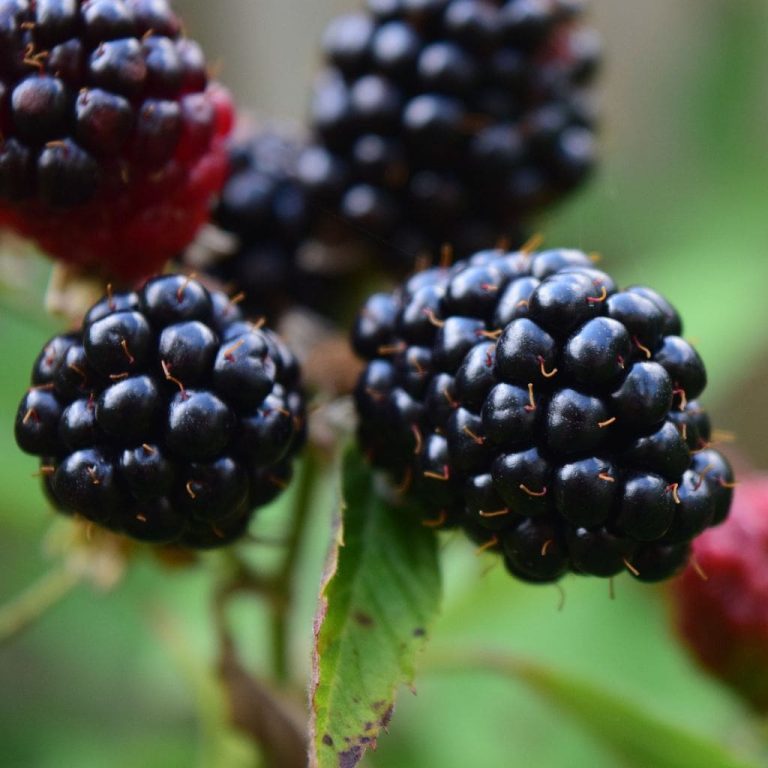 Kiowa-Thornless-Blackberry-1.jpg Kiowa Blackberry