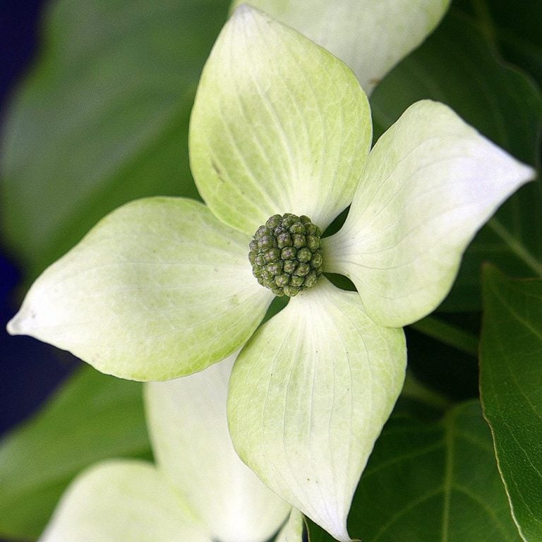 Kousa Dogwood