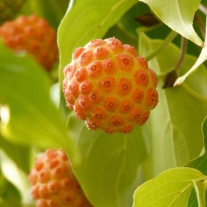 Kousa Dogwood