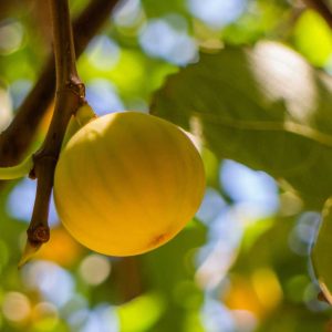 LSU Gold Fig