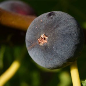 LSU Purple Fig