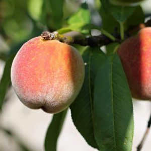 La Feliciana Peach