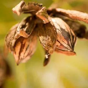 Lakota Pecan