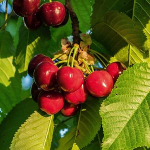 Lapin Cherry