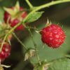 Latham-Red-Raspberry-1.jpg Prelude Raspberry