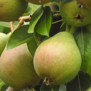 LeConte Pear