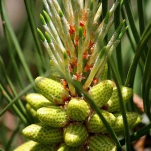 Loblolly-Pine-1.jpg Loblolly Pine