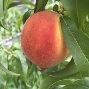 Loring Peach