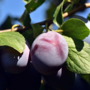 Methley Plum