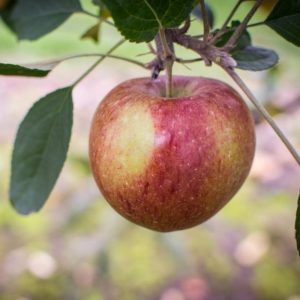 Mollies Delicious Apple