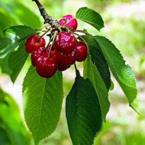 Montmorency Cherry