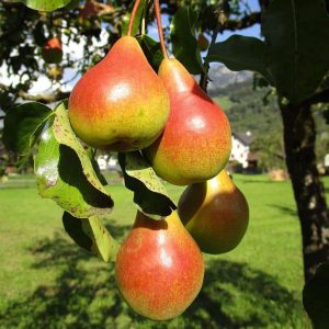 Moonglow Pear