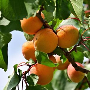 Moorpark Apricot