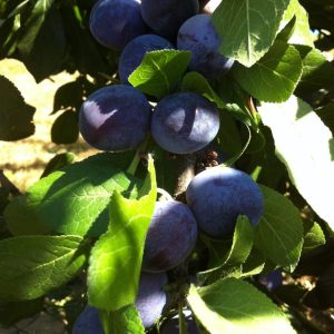 Morris Plum
