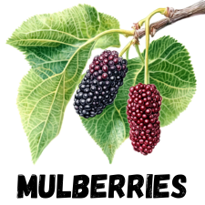 Mulberries for Zone 9