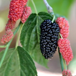 Red Mulberry