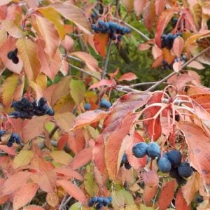 Nannyberry