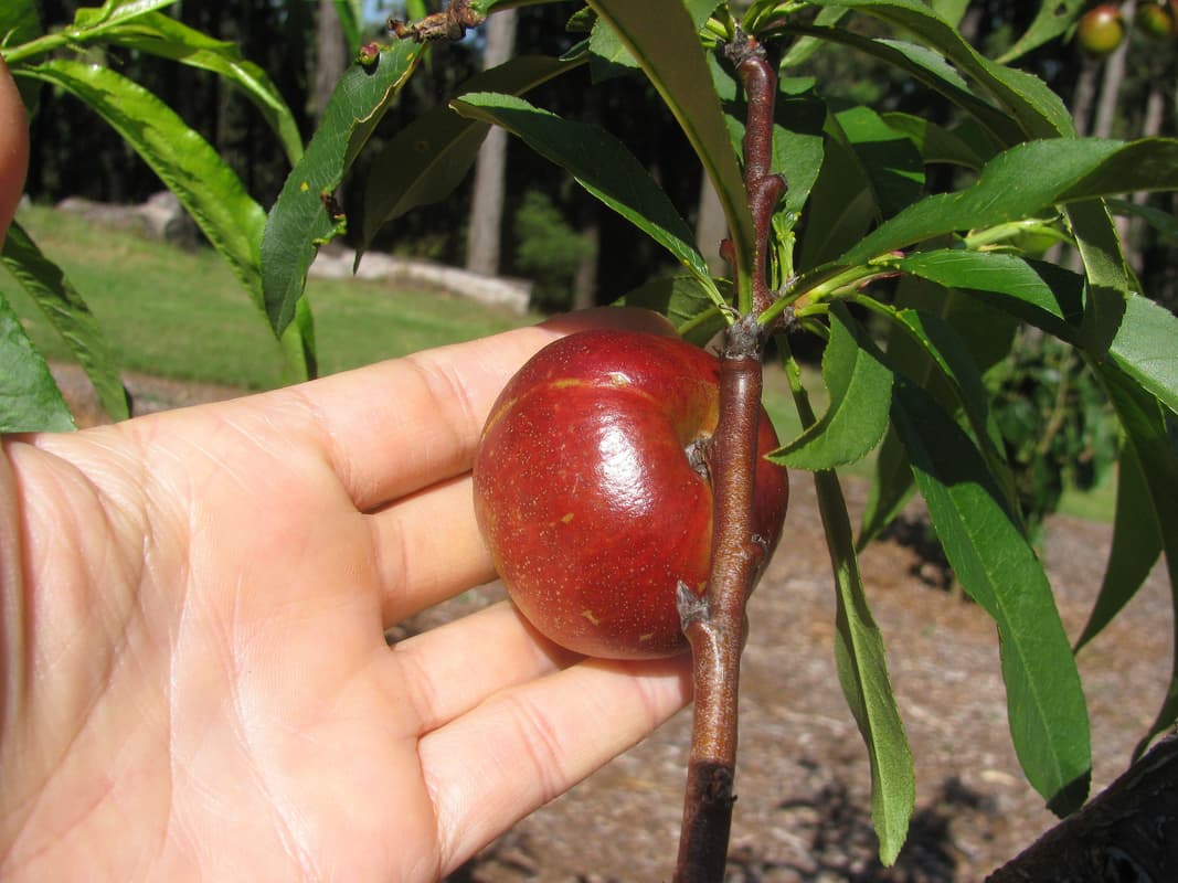 Nectarine on hand Nectarine on hand