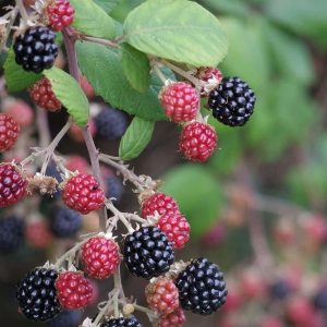New Logan Black Raspberry
