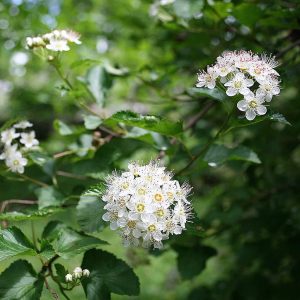 Ninebark
