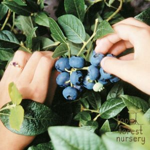 Northblue Blueberry