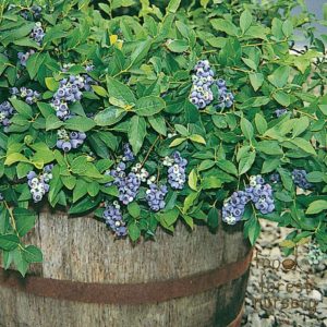 Northcountry Blueberry