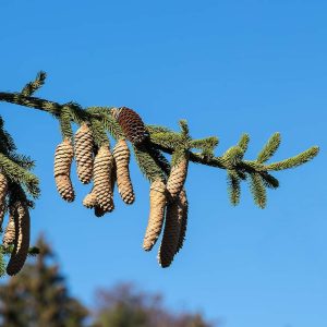 Norway Spruce