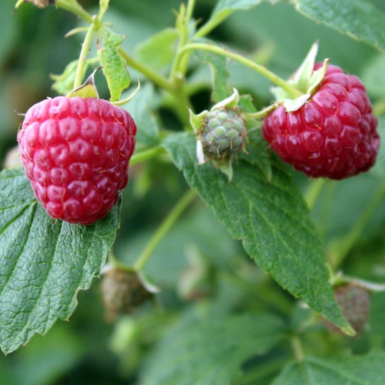 Nova Raspberry