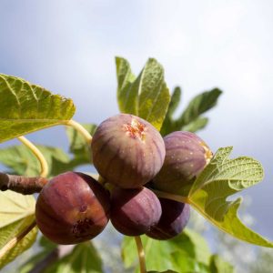 O'Rourke Fig
