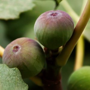Olympian Fig