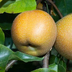 Olympic Asian Pear