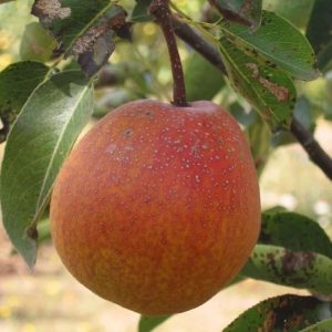 Ooharabeni Asian Pear