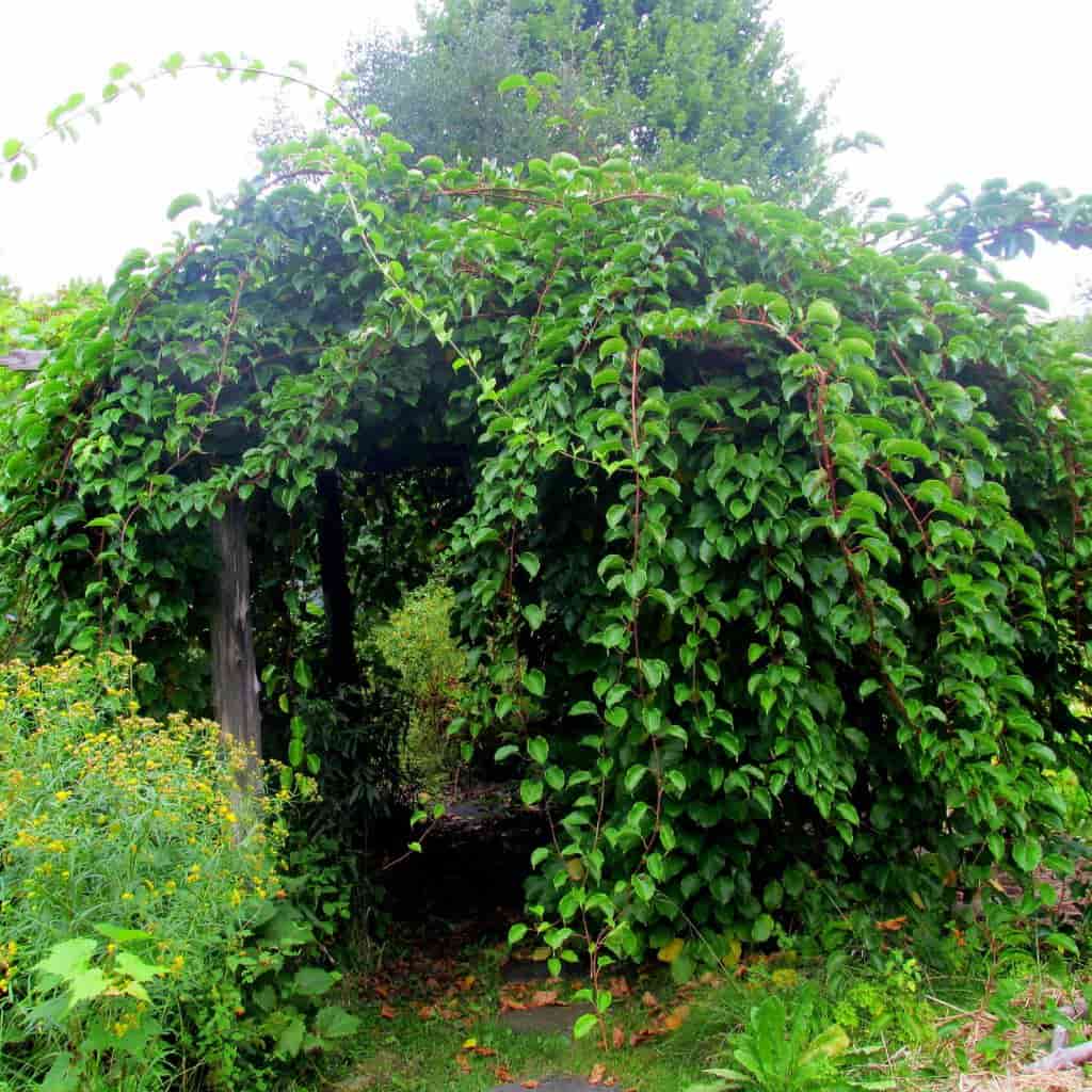 Prolific Hardy Kiwi (Female) Vine For Sale 12ft Bareroot