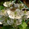 Osage Blackberry