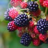 Osage Blackberry