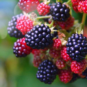 Osage-Thornless-Blackberry-1.jpg Osage Blackberry