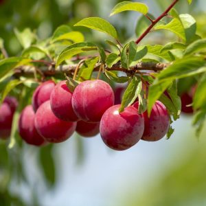 Ozark Premier Plum