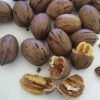 Pawnee Pecan