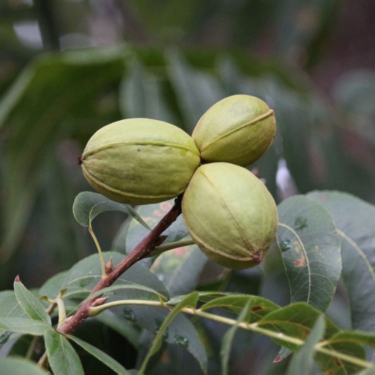 Pawnee Pecan
