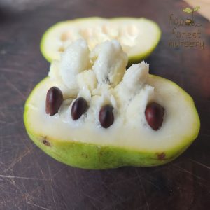Pawpaw