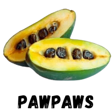 Pawpaws for Zone 9