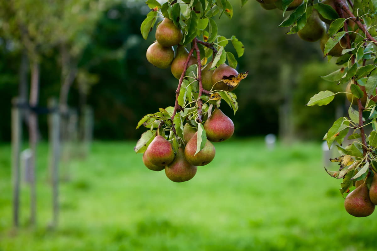 Pear Orchard