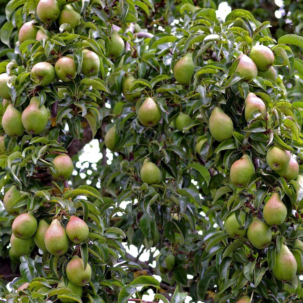Pear tree loaded with fruit Pear tree loaded with ripe fruit