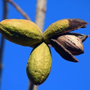 Pecan