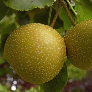 Orient Pear