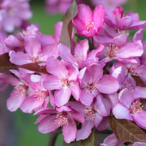 Perfect Purple Crabapple