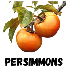 Persimmons for Zone 9