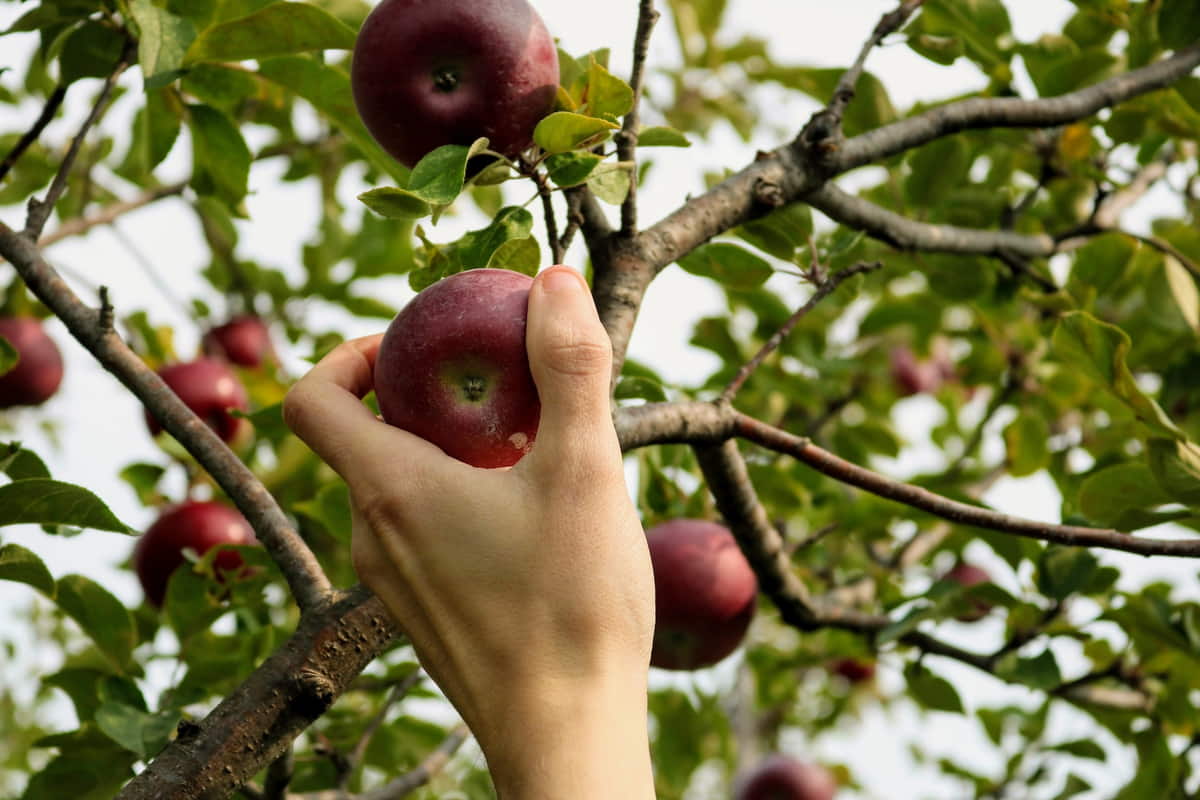 Picking an apple Hand picking a ripe red apple from the tree