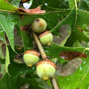 Pin Oak